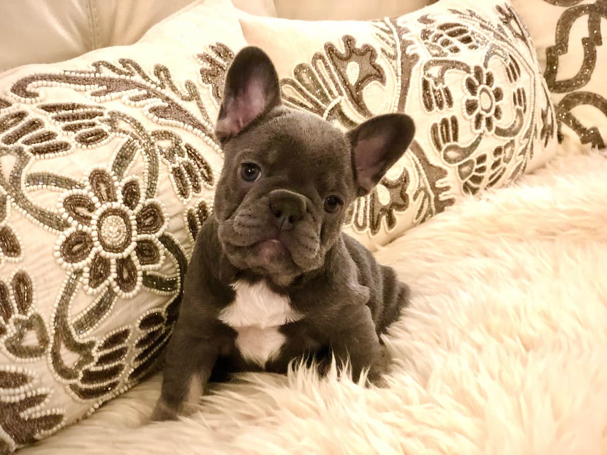 Cane Corso Puppies breeder image 24