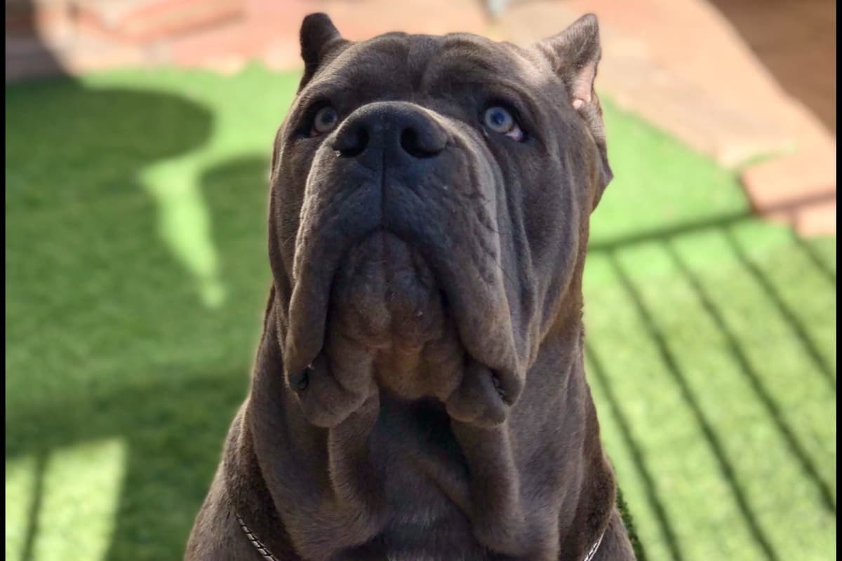 Cane Corso Puppies breeder image 1
