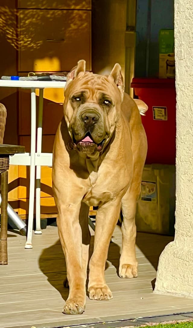 Cane Corso Puppies media 2