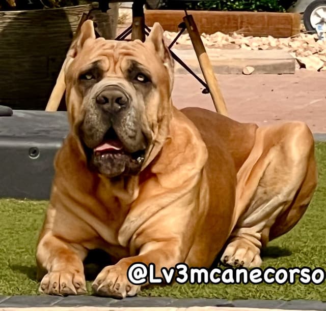 Cane Corso Puppies media 3
