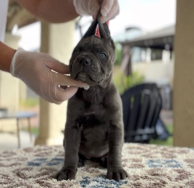Cane Corso Puppies media 4