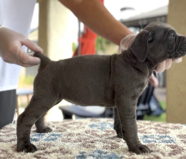 Cane Corso Puppies media 5