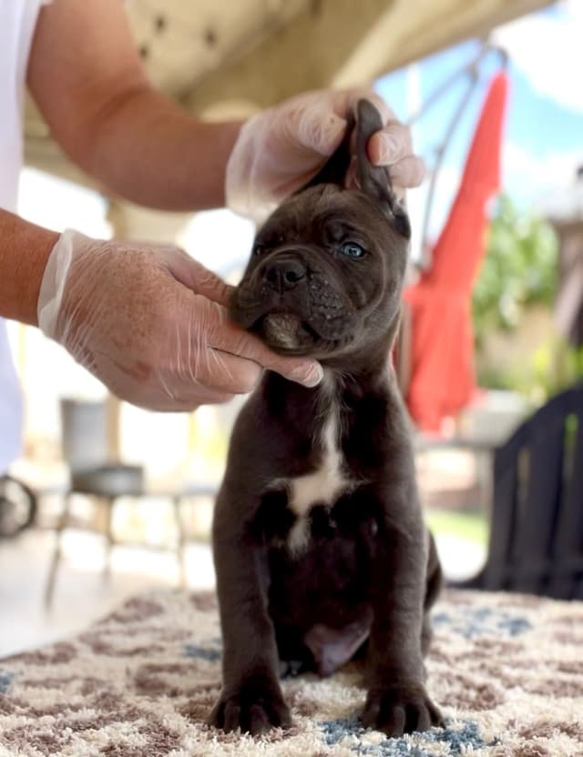 Cane Corso Puppies media 6