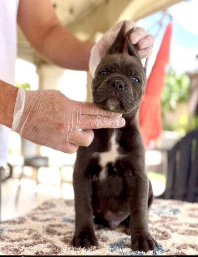 Cane Corso Puppies media 7