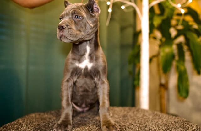 Cane Corso Puppies media 8