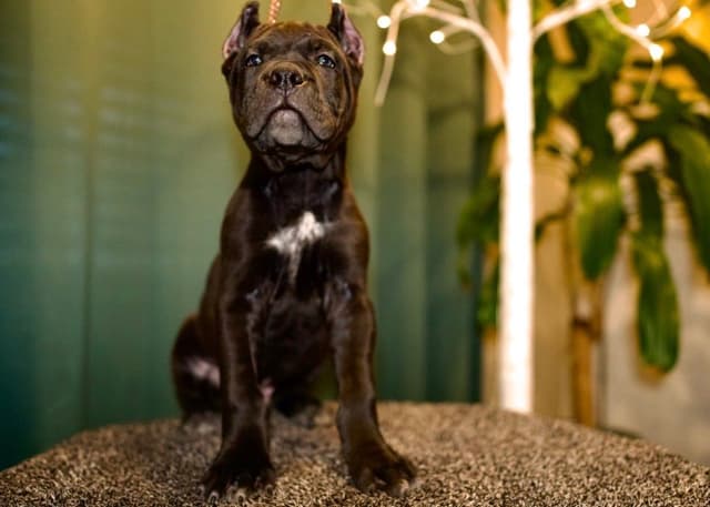 Cane Corso Puppies media 10