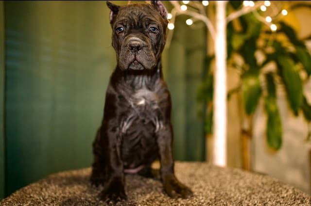 Cane Corso Puppies media 12