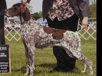 AKC Pointer Puppies - International Lines breeder image 7