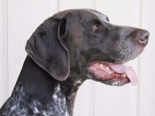 AKC Pointer Puppies - International Lines breeder image 3