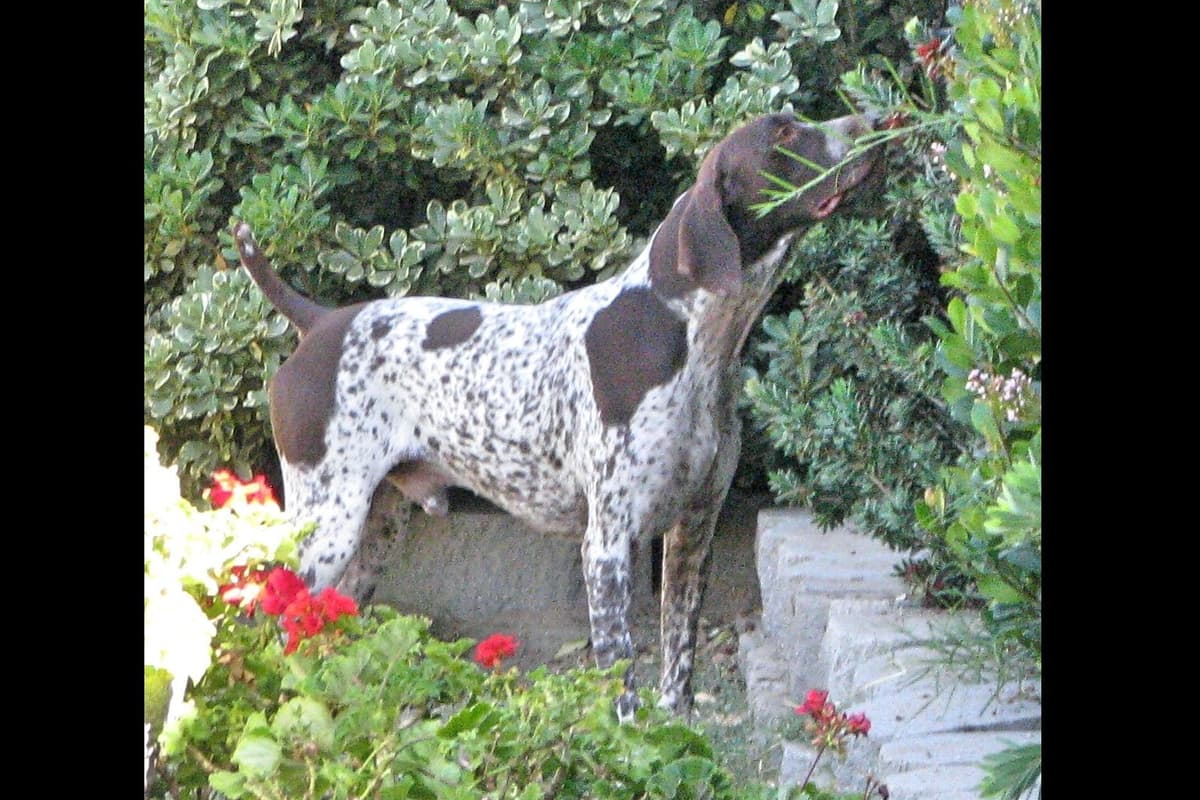 AKC Pointer Puppies - International Lines breeder image 6