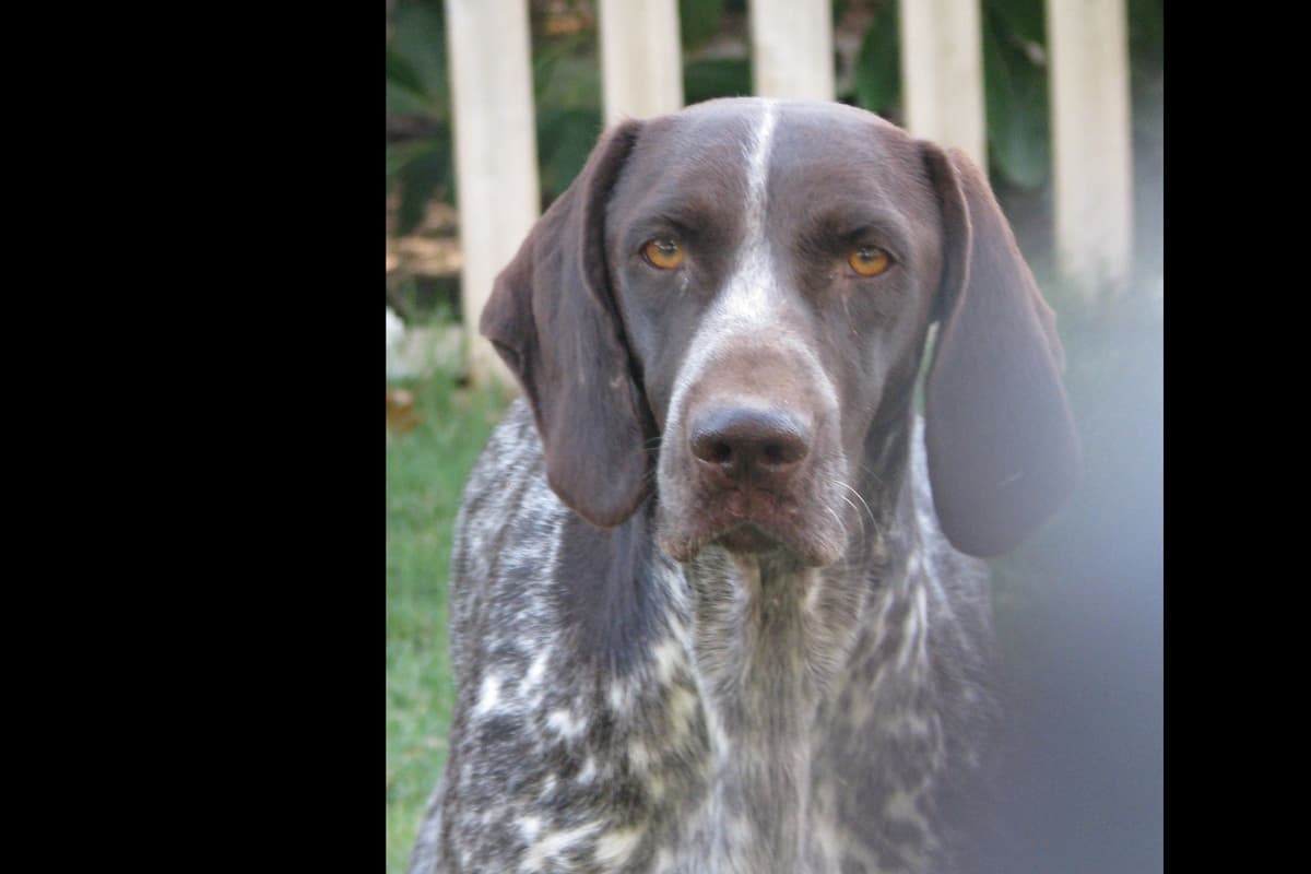 AKC Pointer Puppies - International Lines breeder image 4