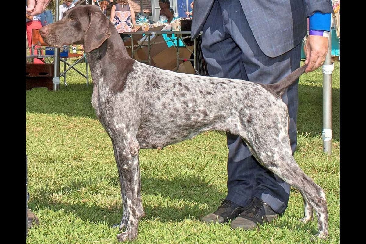 AKC Pointer Puppies - International Lines breeder image 9