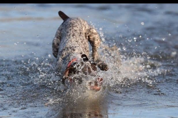 AKC Pointer Puppies - International Lines breeder image 10