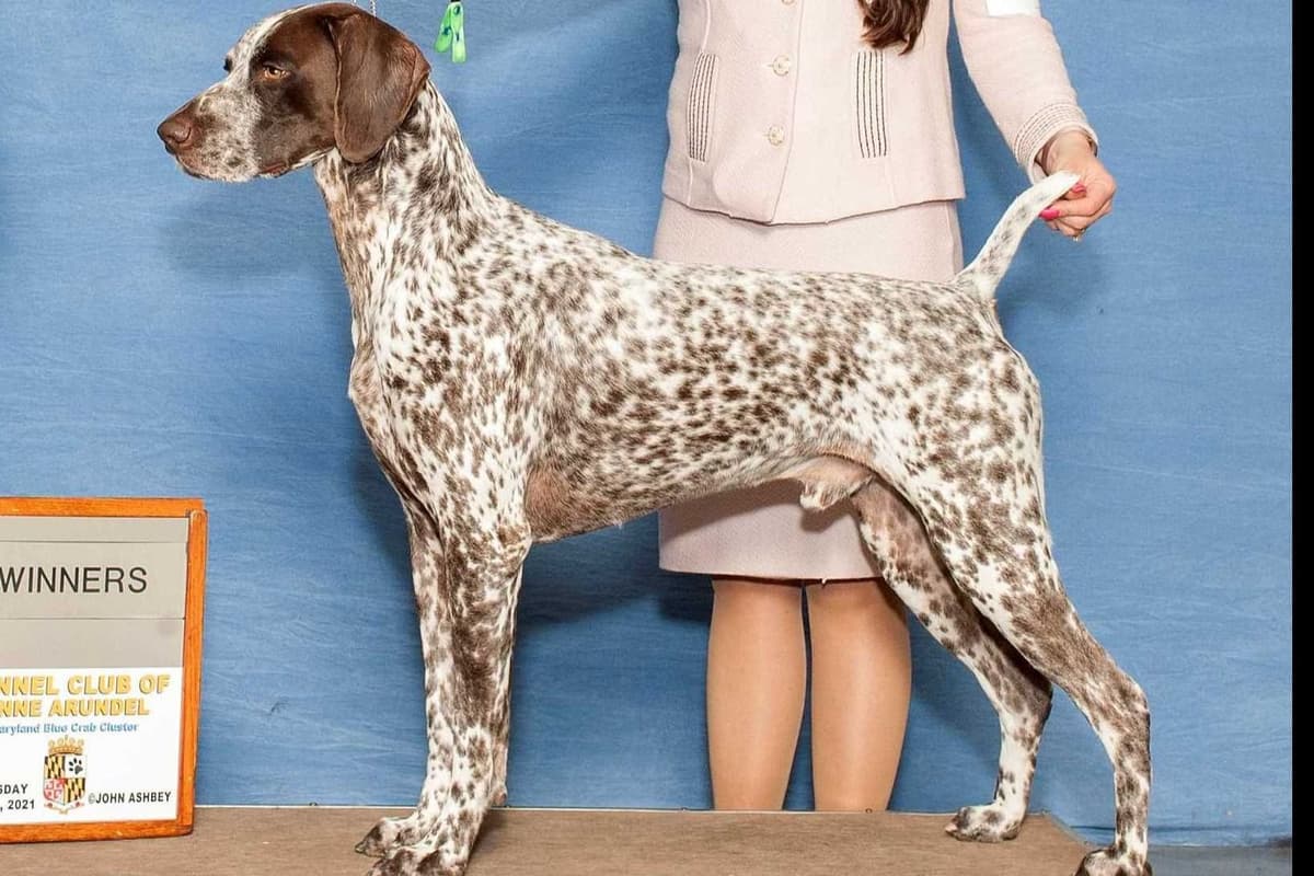 AKC Pointer Puppies - International Lines breeder image 12