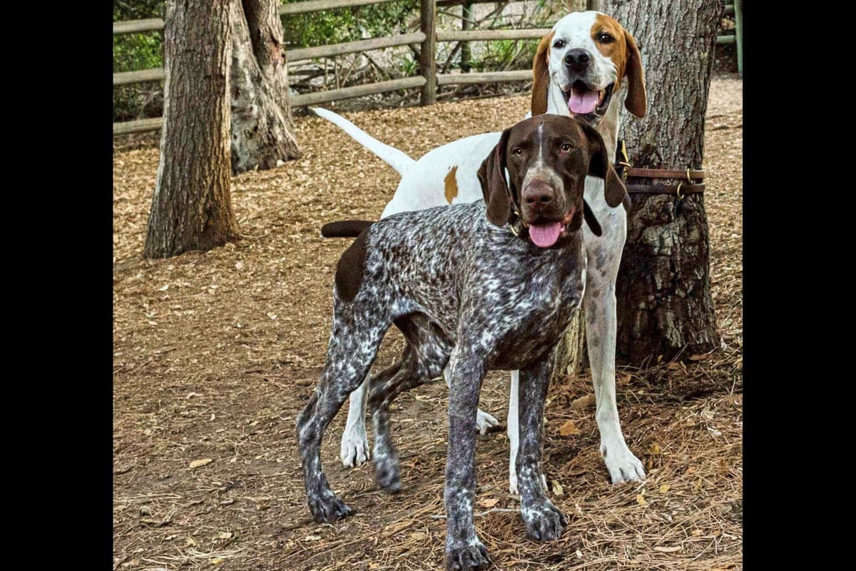 AKC Pointer Puppies - International Lines breeder image 13