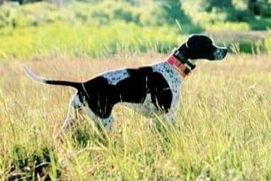 AKC Pointer Puppies - International Lines breeder image 16