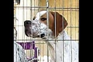 AKC Pointer Puppies - International Lines breeder image 17