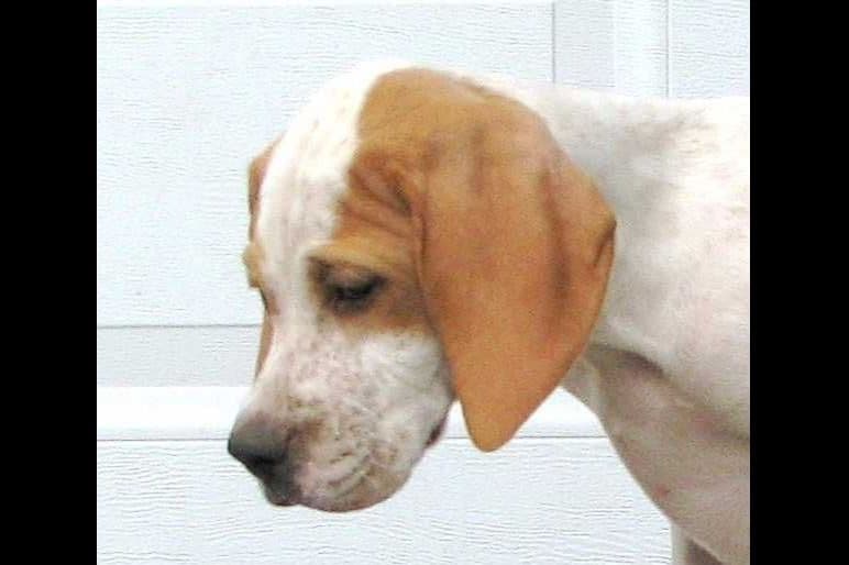 AKC Pointer Puppies - International Lines breeder image 18