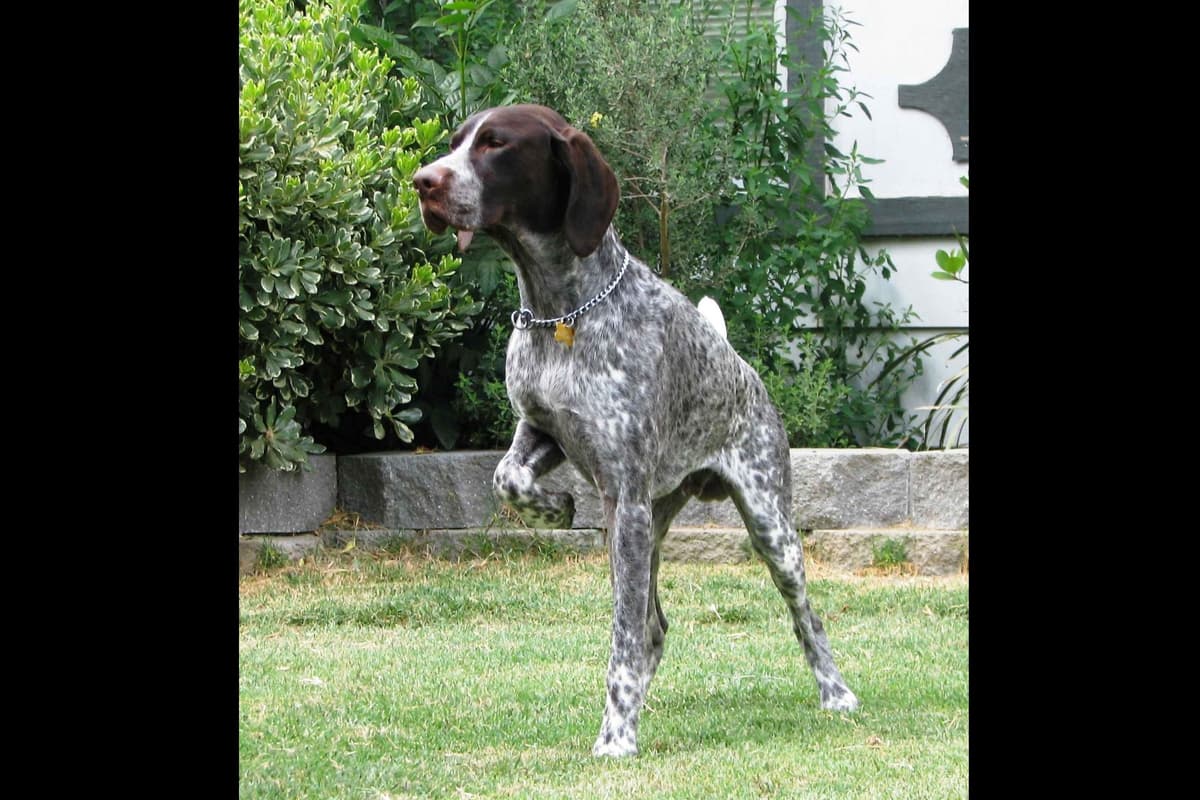 AKC Pointer Puppies - International Lines breeder image 20