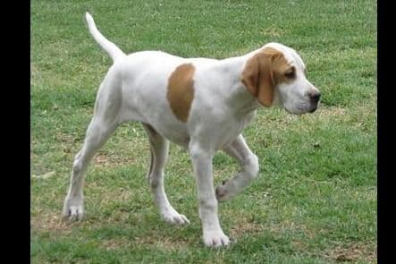 AKC Pointer Puppies - International Lines breeder image 21