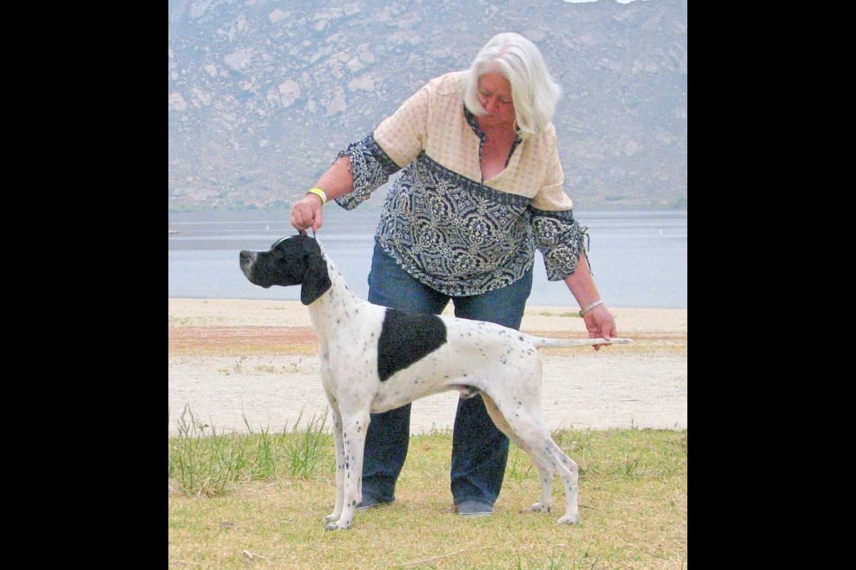 AKC Pointer Puppies - International Lines breeder image 22