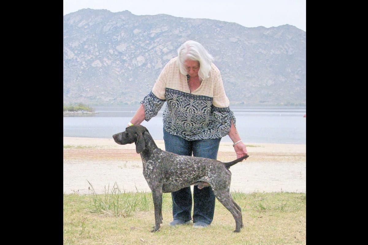 AKC Pointer Puppies - International Lines breeder image 23