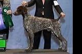 AKC Pointer Puppies - International Lines breeder image 24