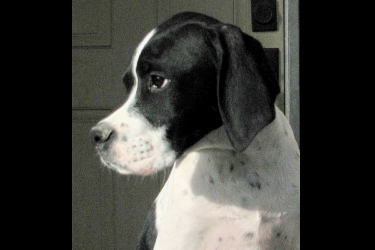 AKC Pointer Puppies - International Lines breeder image 25