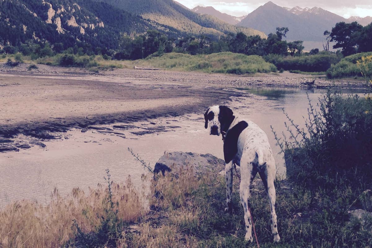 AKC Pointer Puppies - International Lines breeder image 27