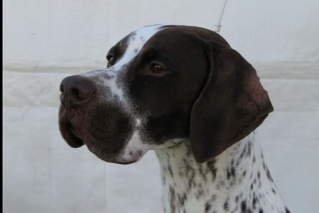 AKC Pointer Puppies - International Lines breeder image 28