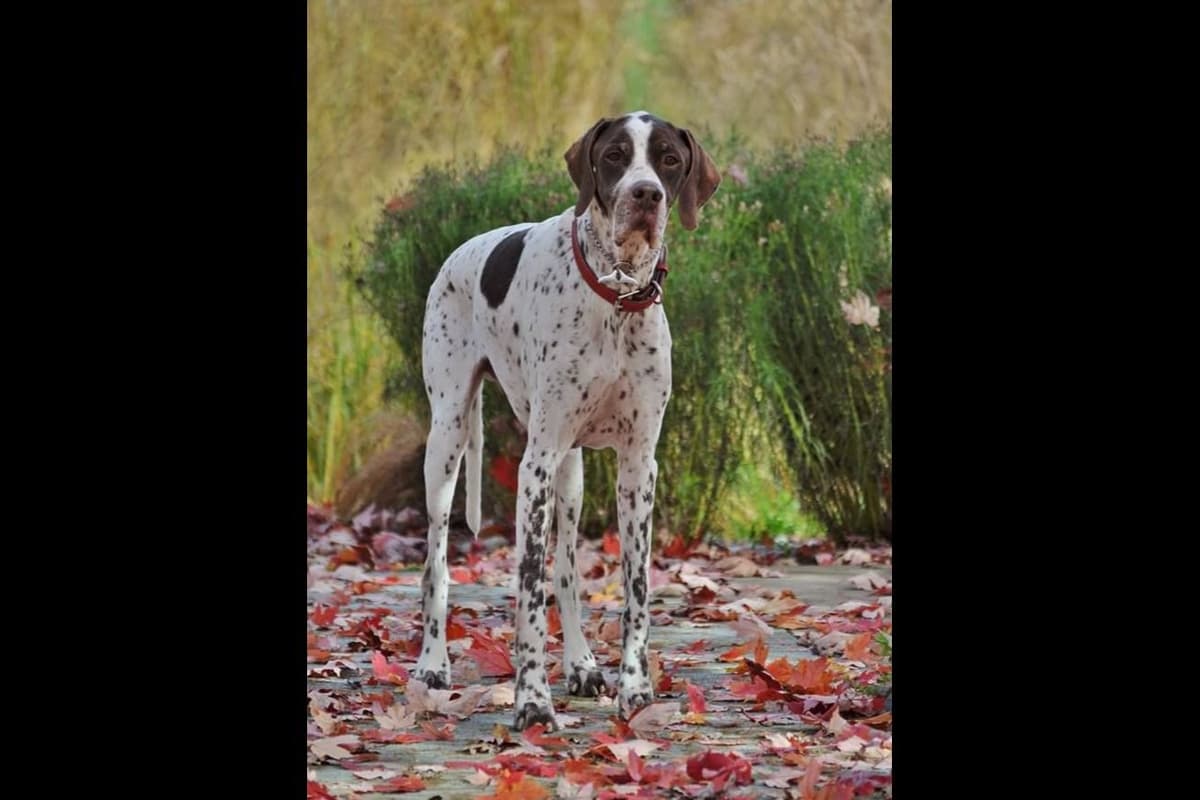AKC Pointer Puppies - International Lines breeder image 29