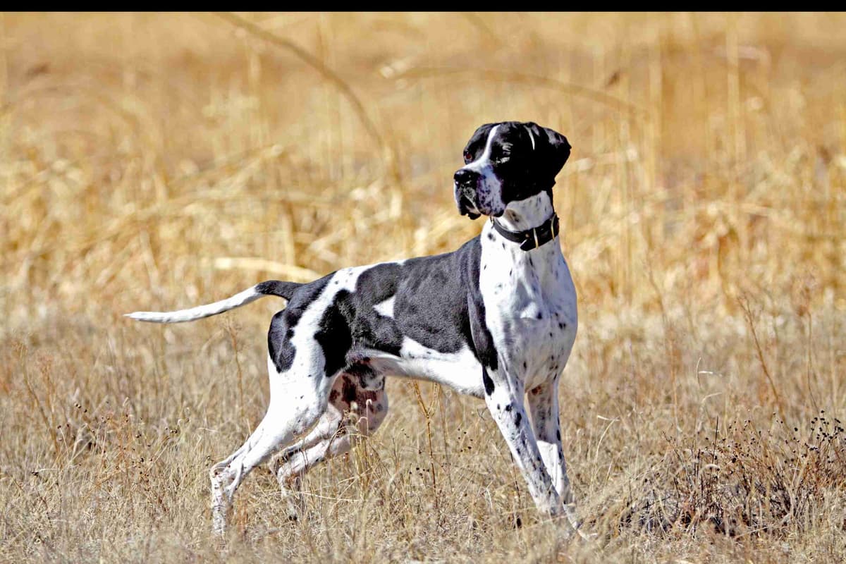 AKC Pointer Puppies - International Lines breeder image 1