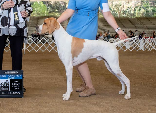 AKC Pointer Puppies - International Lines media 2
