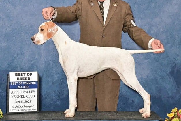 AKC Pointer Puppies - International Lines media 3