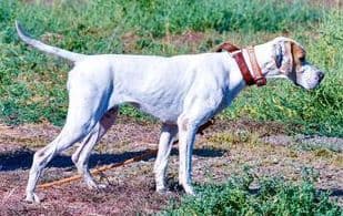 AKC Pointer Puppies - International Lines media 4