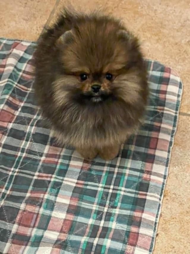 Pomeranian Puppies media 2