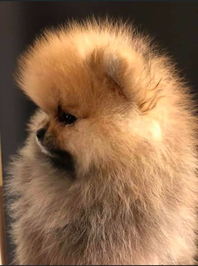 Pomeranian Puppies media 3