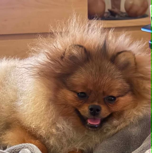 Pomeranian Puppies media 4