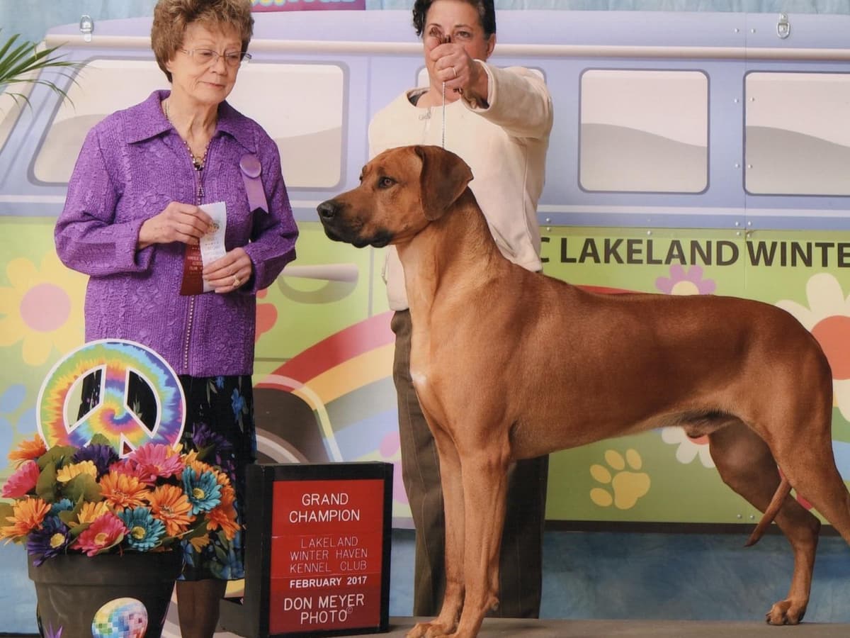 Champion and fully OFA tested parents breeder image 1