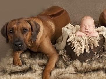 Champion and fully OFA tested parents breeder image 4