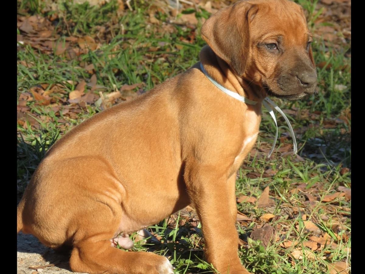 Champion and fully OFA tested parents breeder image 5