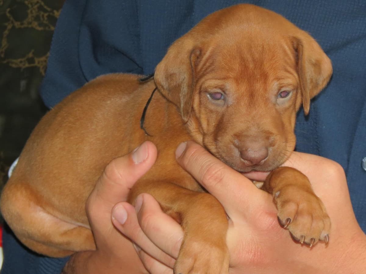 Champion and fully OFA tested parents breeder image 6