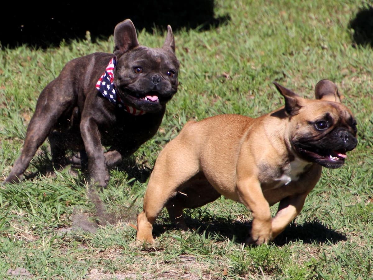 Champion and fully OFA tested parents breeder image 8