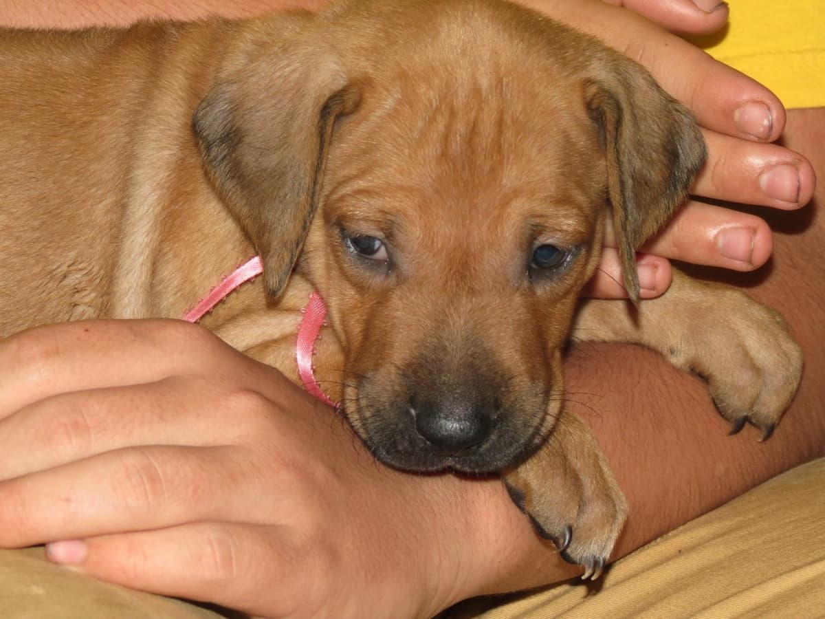 Champion and fully OFA tested parents breeder image 11