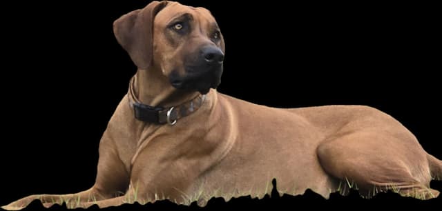 Champion and fully OFA  tested parents media 7