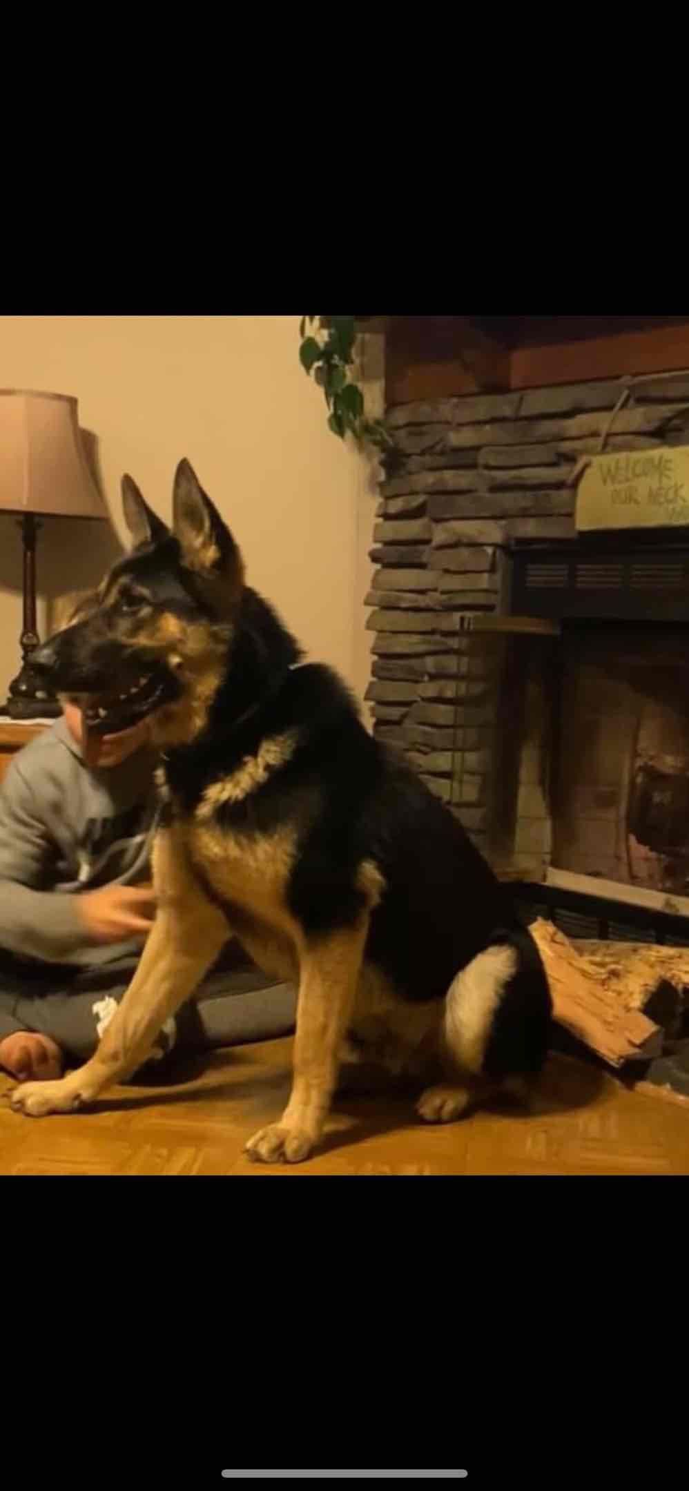 German Shepherd Dog Puppies breeder image 1