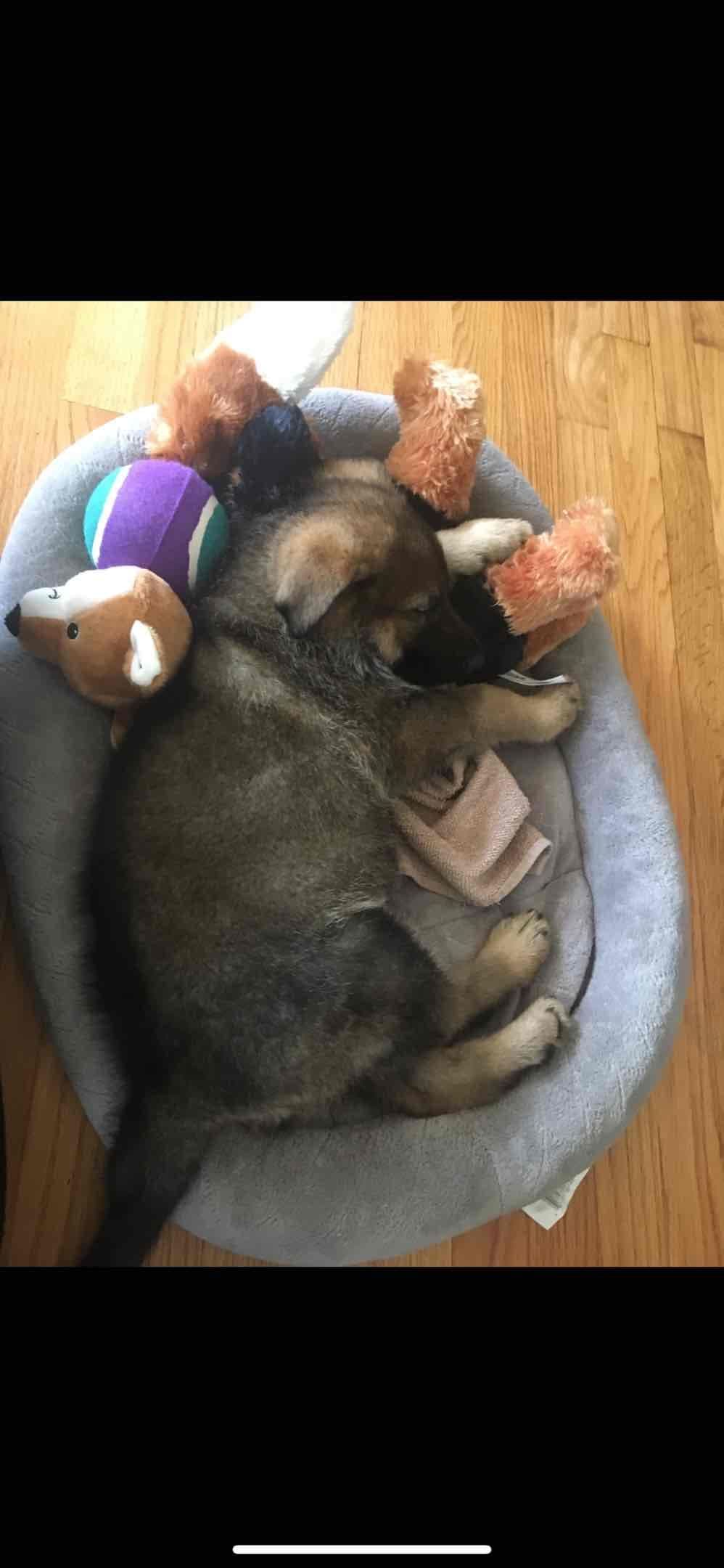 German Shepherd Dog Puppies breeder image 2