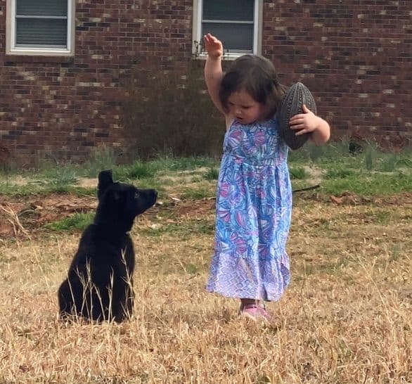 German Shepherd Dog Puppies breeder image 4