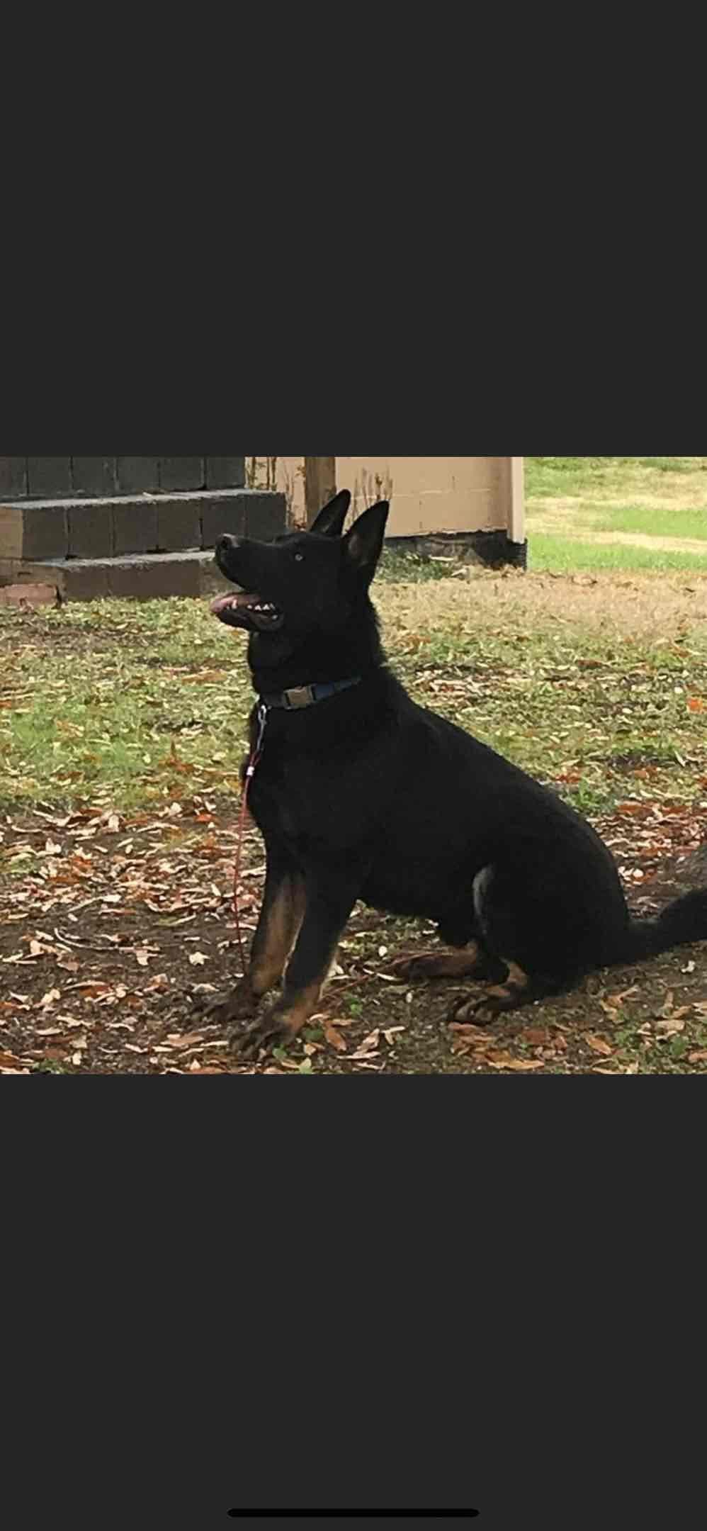 German Shepherd Dog Puppies breeder image 5