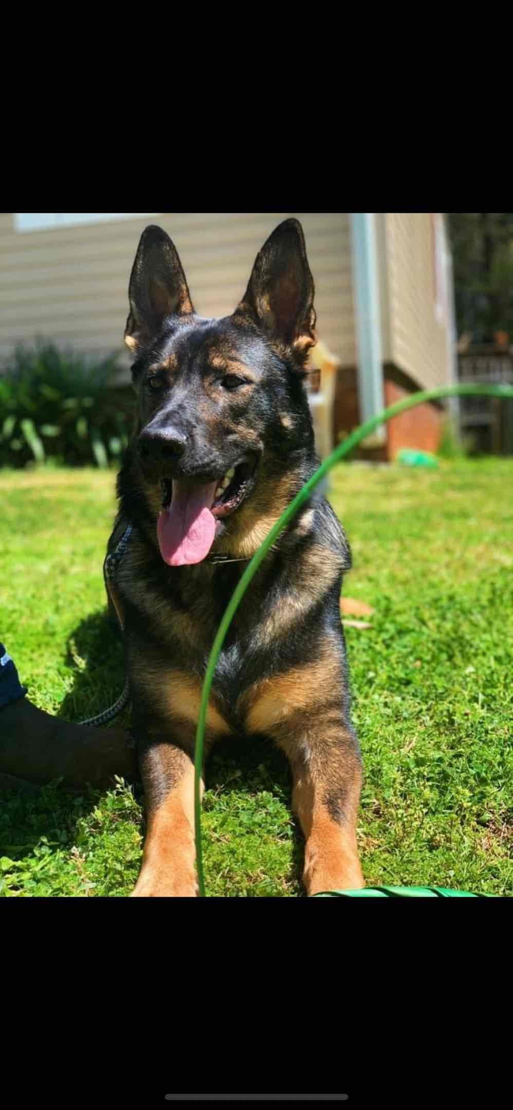 German Shepherd Dog Puppies breeder image 8